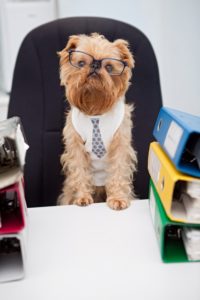 The Dog Days of Summer: What Small Business Owners Need to Know About Bringing Pets to Work