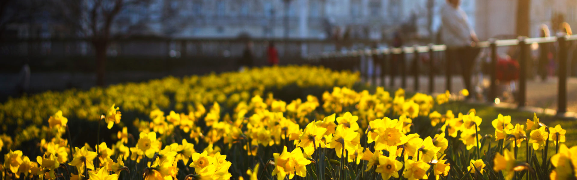 Bloomin_Bcorp